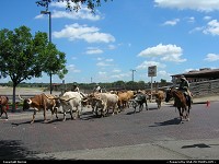 Photo by Bernie | Fort Worth  cows, horses, cowboys